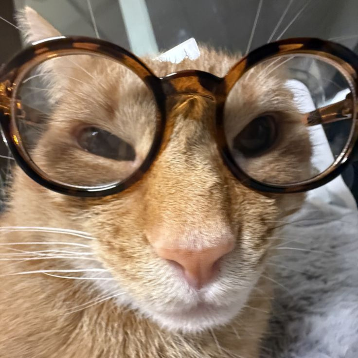 ammonios@clubcyberia.co